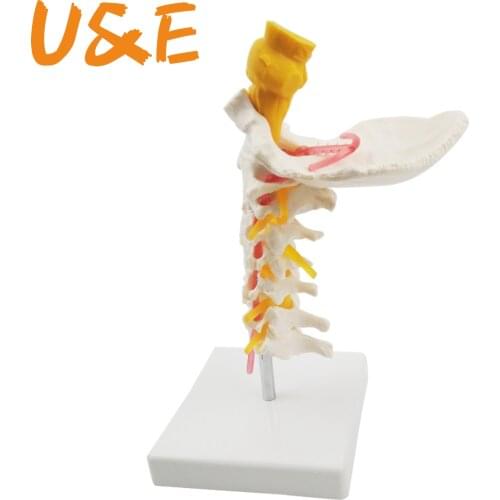 Human Anatomical Model Cervical Vertebra Model Cervical Spine with Neck Artery Occipital Bone Disc and Nerve Model 18 x 13 x 8cm