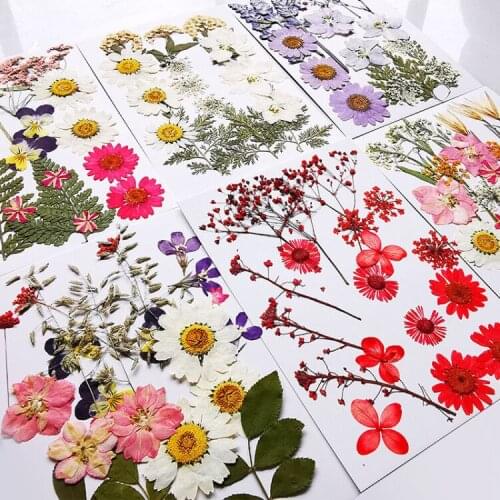 Multiple Beautiful Real Pressed Flower Dried Flowers for Art Craft Scrapbooking Resin Jewelry Craft Making Phone Case