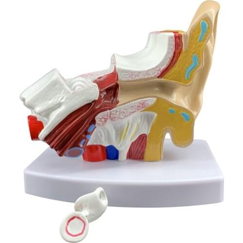 Props Model 1.5 Times Life Size Human Ear Anatomy Model Teaching Supplies Professional