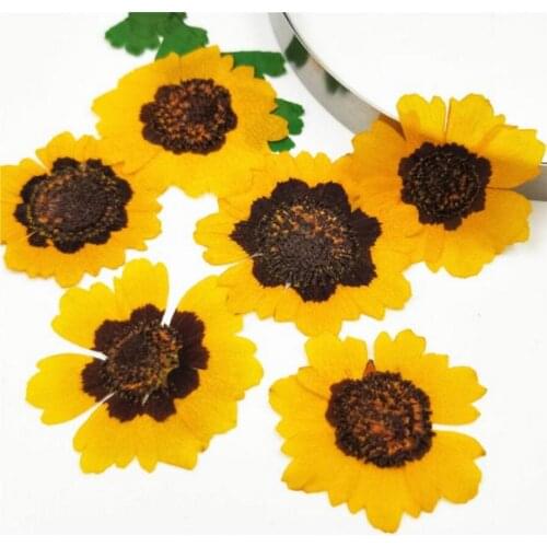 120pcs Dried Pressed Coreopsis Tinctoria Flower Plant Herbarium For Jewelry Postcard Invitation Card Phone Case Bookmark DIY