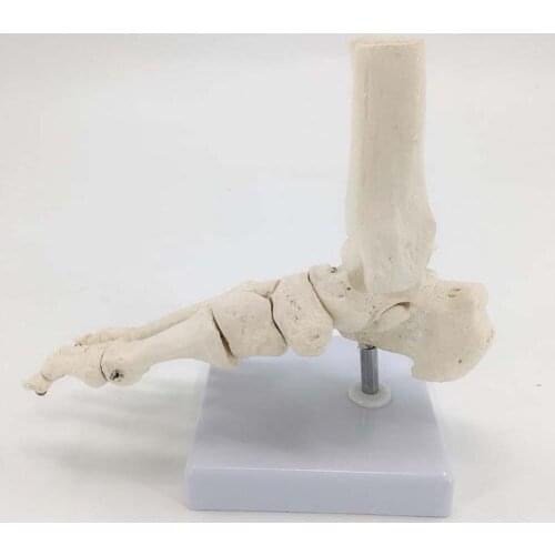 Human Foot Bone Model Foot Sole Joints of Foot Ankle Tibia and Fibula Foot Model Department of Orthopedics Teaching for Medical