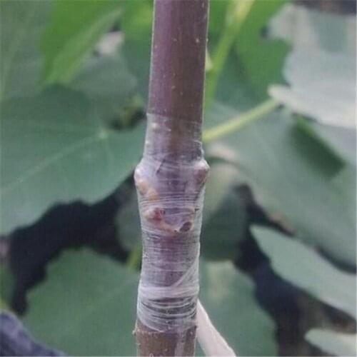 120m 3cm 5cm PE Grafting Tape Film Self-adhesive Tree Plants Seedlings Grafting Stretchable