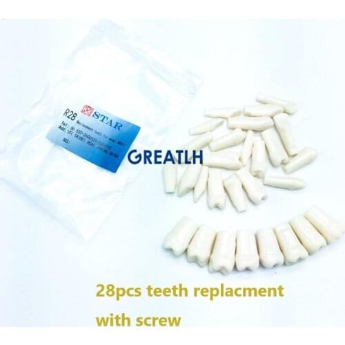 Compatibly Nissin brand Replaceable teeth Dental Resin Tooth Model Material Plastic Teeth Teaching Model