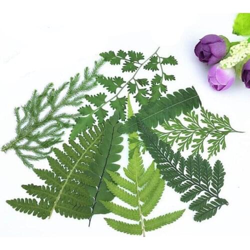 60pcs 5-12cm Pressed Dried Green Leaf Leaves Plants Herbarium For Jewelry Bookmark Postcard Phone Case Invitation Card DIY