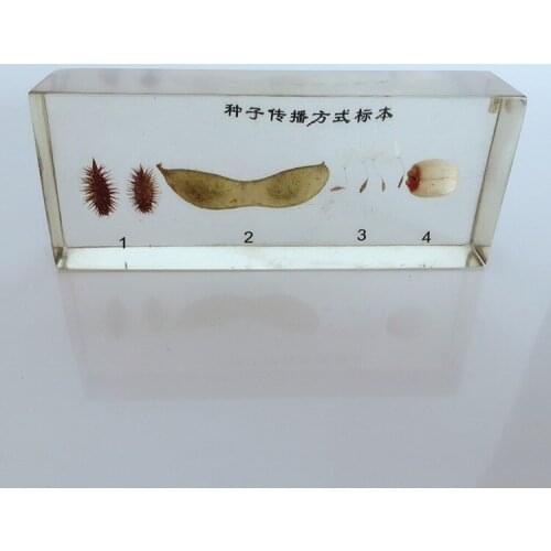 Plant Spread and Development Specimens Plant Growth History Specimen Biological Entomology Teaching Aids Resin Handicraft