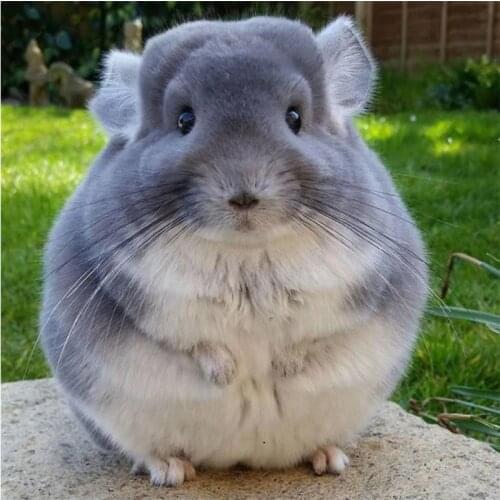 Animal Diamond embroidery Chinchilla 5D DIY Diamond Painting Cross-stitch mosaic full Square/Round Rhinestones Decoration G496