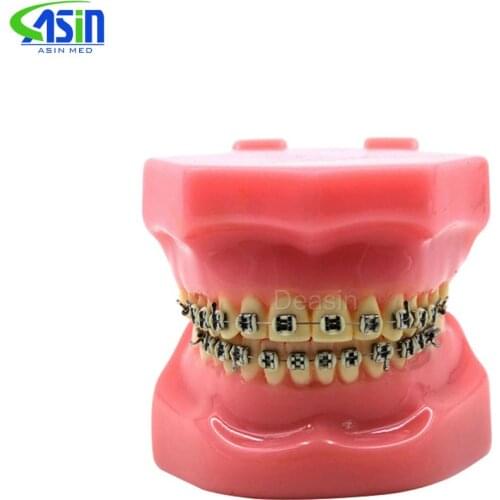 NEW Arrival Dental Orthodontics Typodont Teeth Model Metal Brace bracket Typodont with Arch Wire