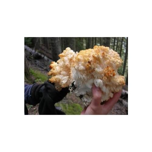 Hericium Erinaceus, Lions Mane Mushroom, Yamabushitake