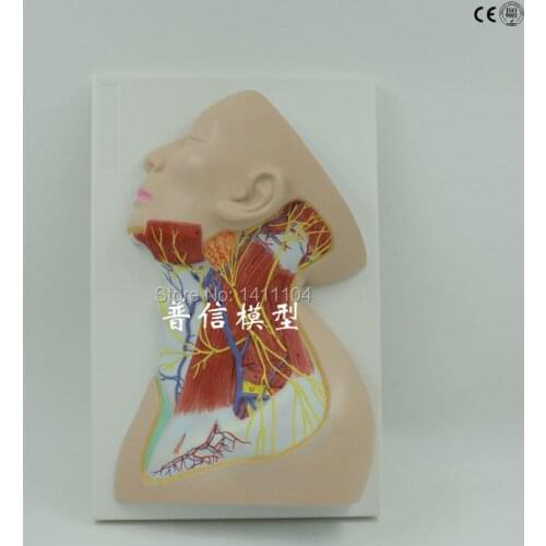 Free shipping&Human neck anatomical model, superficial nerve, muscle nerve, head and neck skin,used for cosmetic surgery medical