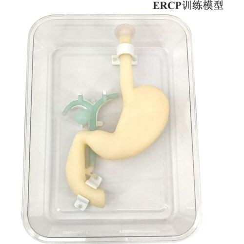 Gastroscopic surgery training model ERCP training model Simulate gastroduodenal biliary system Digestion
