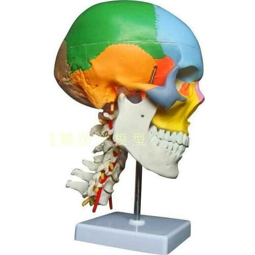 Imported skull coloring model color skull sex separation model with cervical vertebra coloring to distinguish 22 regions