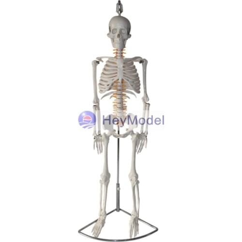 HeyModel Artificial Skeleton Model for Teaching Use With nerve, Bendable, Hanging Type