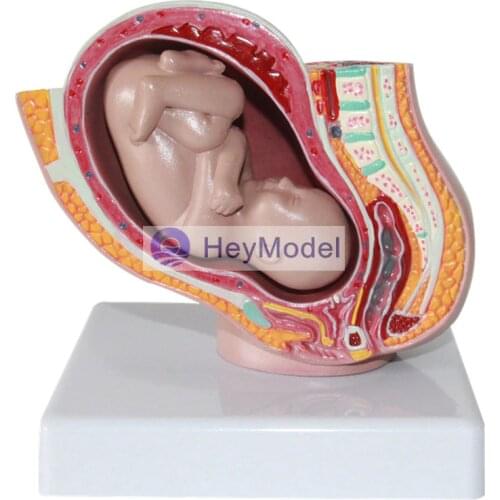HeyModel Pelvic with nine-month fetal mini model Size 11*11*12cm