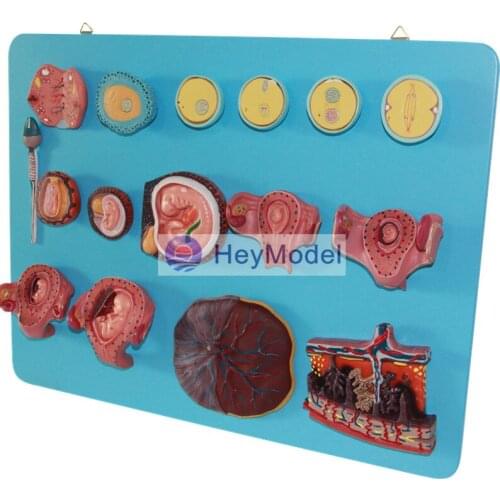 HeyModel Fertilization and Early Embryo Development Process Model