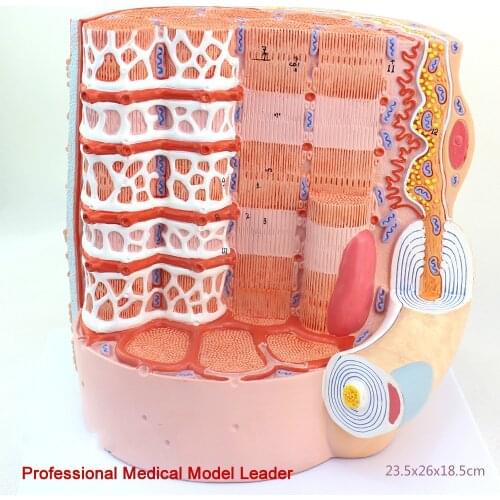 23.5cm Muscle fiber Microanatomy model MICRO anatomy model 10 thousand times mecical Medical display teaching