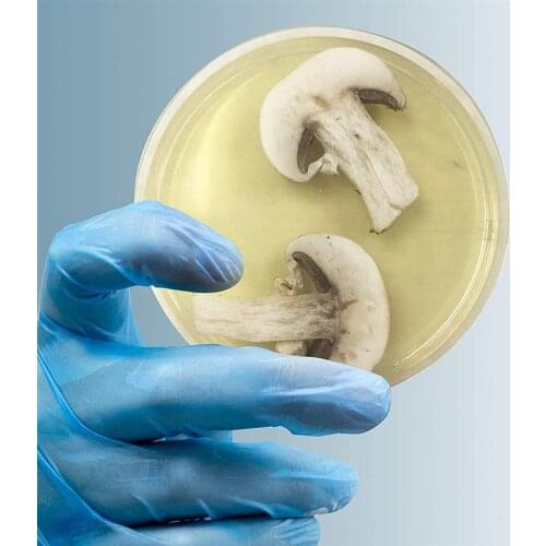 10pcs R2A Agar Plates Disposable R2A Agar Medium Agar Plates Biological Determine Equipment (Vacuum Packaging)