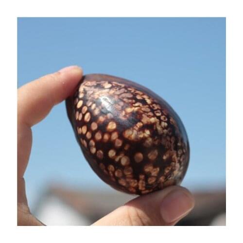 Natural conch shell turtle shell treasure snail specimen snail handle piece fish tank landscape Mediterranean home collection