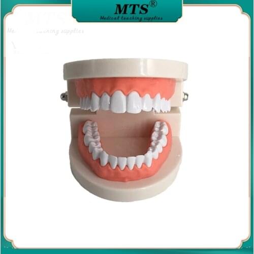 White Teeth Care Mold Adult Teeth Model Standard Dental Teaching Study Typodont Demonstration Too Dental Manekin High Quality