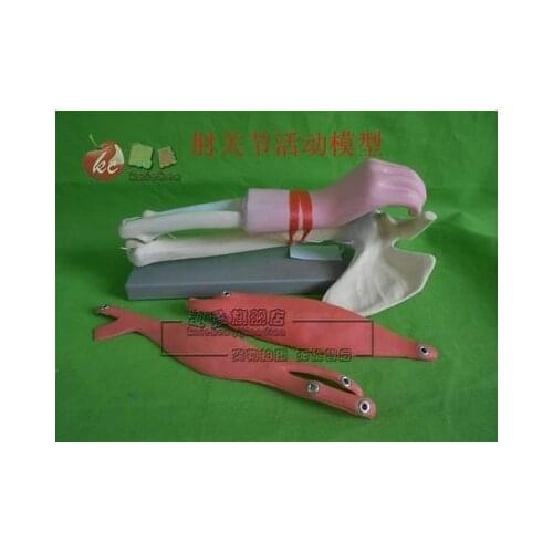Free shipping Elbow motion model Biological equipment teaching apparatus
