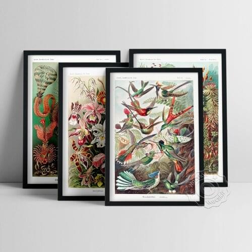 Birds Of Paradise Ernst Haeckel Poster, Natural Plants Animals Hand-Painted Oil Painting, Haeckel Vintage Creature Wall Decor