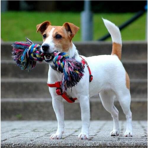 Jack russel diamond embroidery dog diamond painting Full round Cross Stitch Kits 5D rhinestones embroidery drill MosaicZP-820