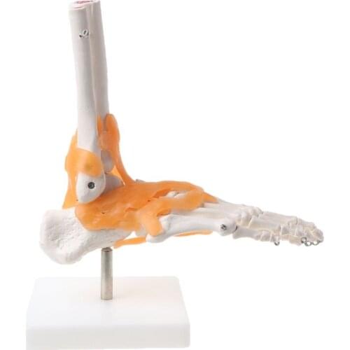 1: 1 Human Skeleton Human Model Joint Anatomy Ankle Ligament Anatomically Teaching Resource Tool