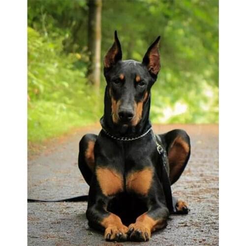 DIY diamond embroidery full square 5D diamond painting cross stitch Doberman Pinscher 3D diamond mosaic home decor newest CV92