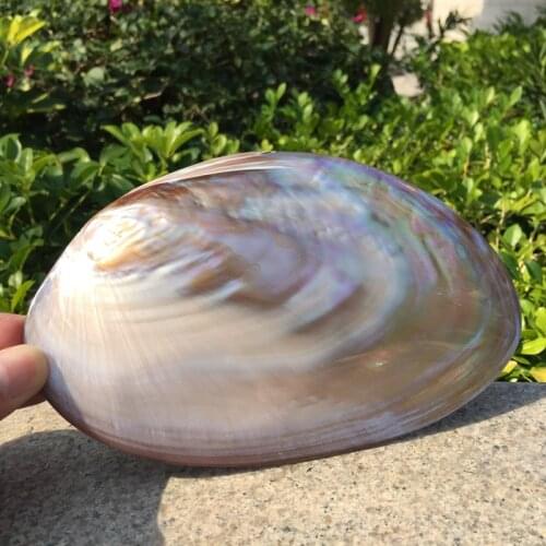 Natural Polished Pink Freshwater Shell Home Decoration Aquarium Landscaping Wedding Landscape Photography Props Creative Crafts