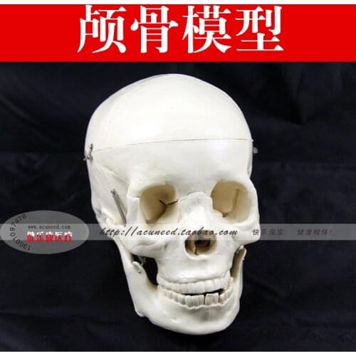 Medical bones model human Skull model
