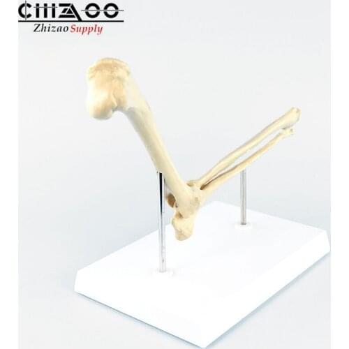 Animal Skeleton Anatomical Dog Elbow Joint Model