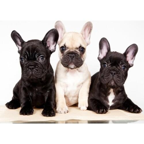 Full Square Diamond Painting Dog 5D DIY Animal Diamond Embroidery Cross Stitch Kit Handmade Gift Home Decoration