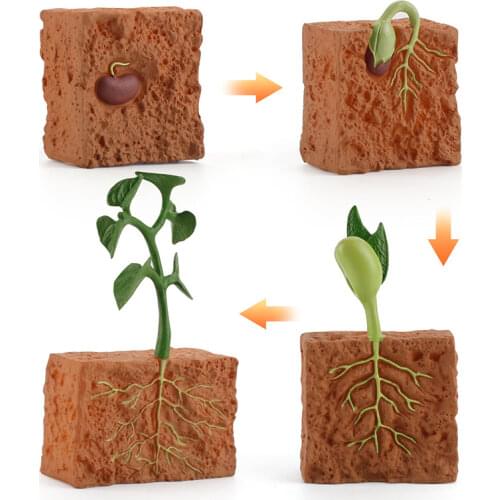 Simulation Life Cycle of a Green Bean Plant Growth Cycle Model Action Figures Collection Science Educational Toys for Children