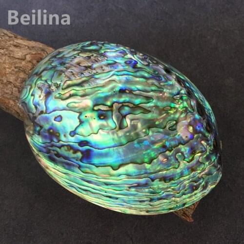 New Zealand Blue Abalone Shell Natural Craft Conch DIY Home Decoration Aquarium Landscaping Wedding Landscape Decoraition