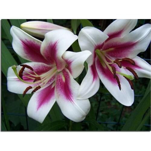 3D Lily Flower 40x30cm Rhinestones Cross Stitch Diy Diamond Painting Mosaic Embroidery Household Decoration