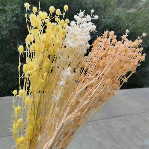 80g/30-40cm,Grade A Natural Preserved lover fruits Bouquet,Display Eryngium Flower for Wedding Party Home Decoration accessories