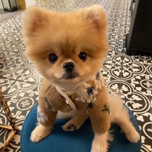 Pet Jackets Autumn Winter Warm Lamb Woollen Coat For Dogs Small Dogs Clothing Pet Dog Sweater Cat Clothes Pomeranian Chihuahua