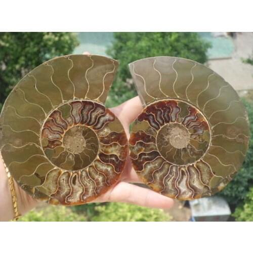 Free shipping 05485 Split Ammonite Fossil Specimen Shell Healing Madagascar