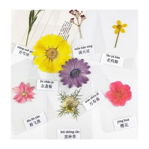 Many kinds of Natural Pressed flowers Real Dried Flower Plastic sealed,DIY Bookmark Valentines Gift Easter Decoration,kids toys