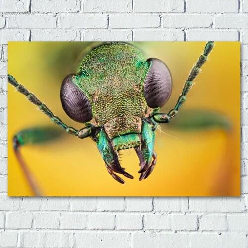 Animal Bug Insect Macro Wallpaper Posters and Prints Canvas Wall Art Painting For Living Room Decor