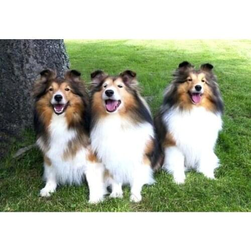 Christmas decoration Full Square Diamond Painting Sheepdog sheltie dog 5d Diy Diamond Embroidery SALE,Cross Stitch Mosaic FG2050