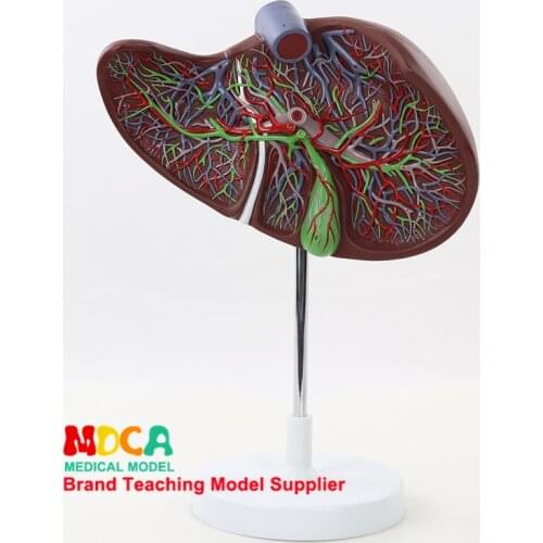 MGZ002: Teaching of Hepatobiliary Digestive Medicine in Human 1.5-fold Liver Model with Vascular Liver and Gallbladder Model