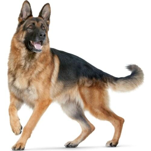 Lovely Art Car Sticker German Shepherd on Board Auto Accessories Vinyl Decal High Quality Vinyl Cover Scratches Waterproof PVC