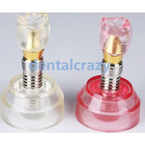 2pcs Dental Model #2020 - Clear and Pink Implant Model 2019 tools model practice