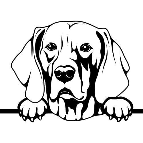 14.4X10.2CM Fashion Weimaraner Dog Vinyl Car Stickers High Quality Motorcycle Decorative Accessories Styling Sticker