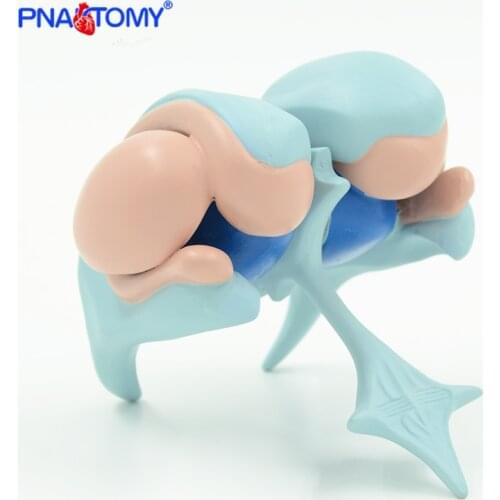 CEREBRAL VENTRICLES AND BASAL NUCLEI BRAIN MODEL ANATOMICAL TOOL MEDICAL TEACHING GIFT ENLARGED ANATOMY PNATOMY