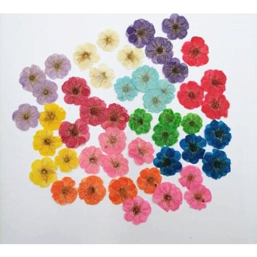 120pcs Pressed Dried Plum Blossom Flower Plants Herbarium For Jewelry iPhone Phone Case Bookmark Photo Frame Making Accessories