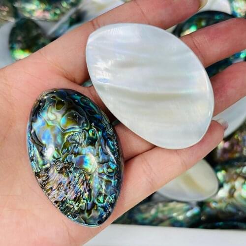 Natural Abalone Shell Fossil Healing Mineral Specimen Art Collection