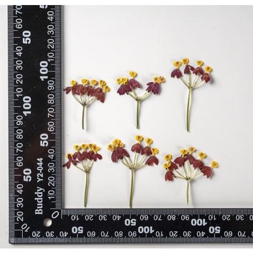 120pcs Pressed Dried Flower Dancing Codariocalyx Herbarium For Epoxy Jewelry Bookmark Phone Case Makeup Nail Art Craft DIY