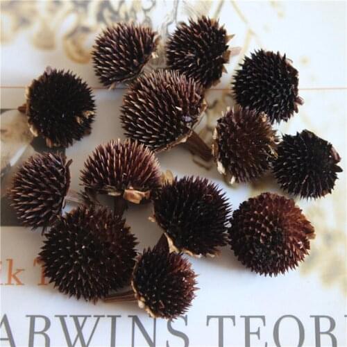 1.5-3cm/50pcs,Natural Dried flower head,Eternal Rudbeckia hybrida DIY Graft flower material for Wedding Home flower Arrangement