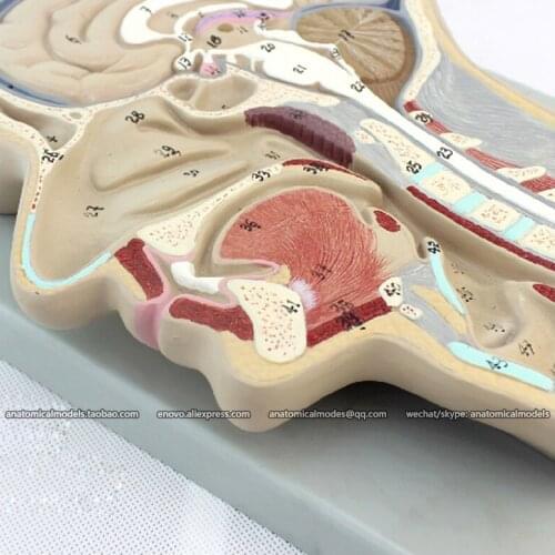CMAM/12399 Median Section of Head (relief model), Medical Brain Anatomical Human Model
